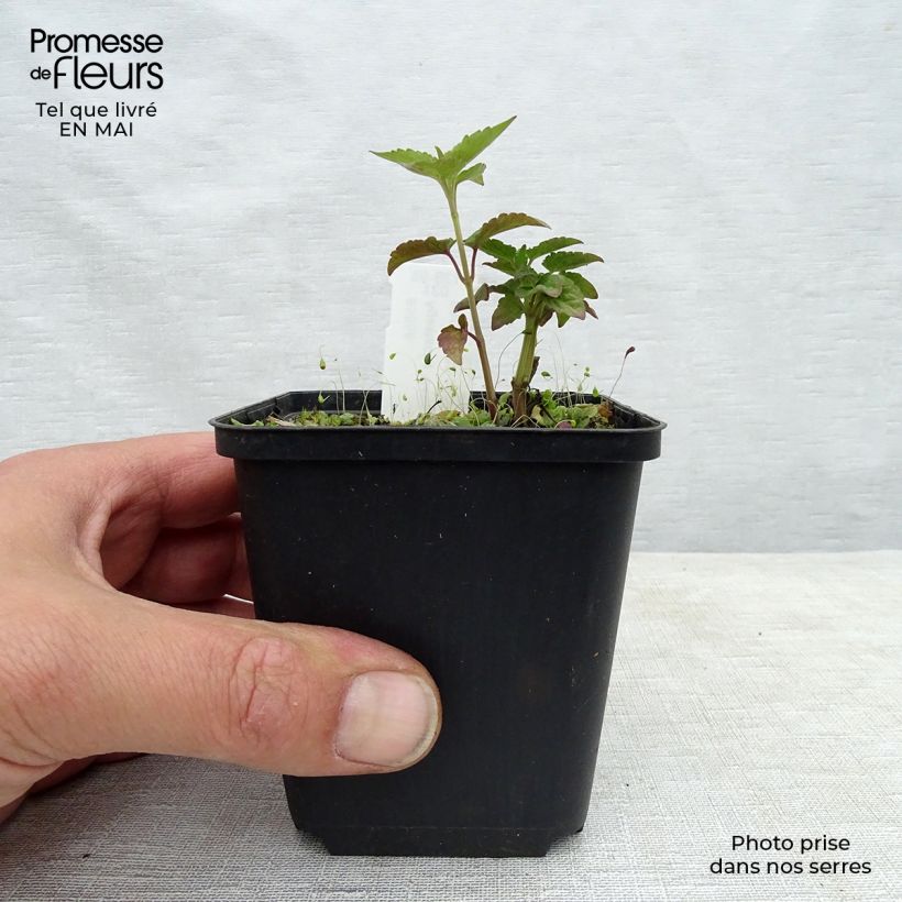 Amostra de Agastache Beelicious Purple Vaso de 8/9 cm tal como entregue na primavera