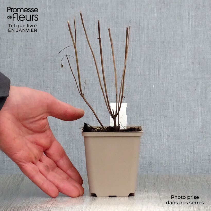 Amostra de Agastache hybride Beelicious Purple Vaso de 8/9 cm tal como entregue no inverno