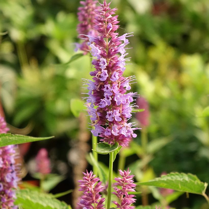 Agastache Beelicious Purple (Floração)