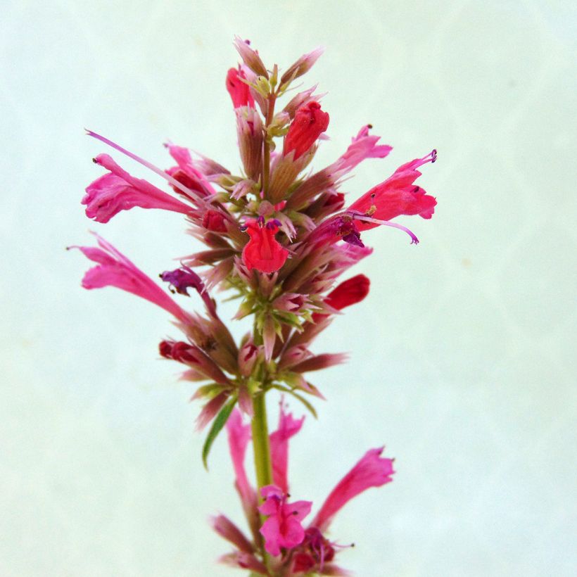 Agastache mexicana Red Fortune (Floração)