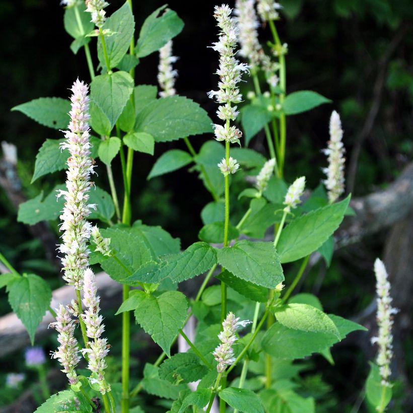Agastache nepetoides (Hábito)