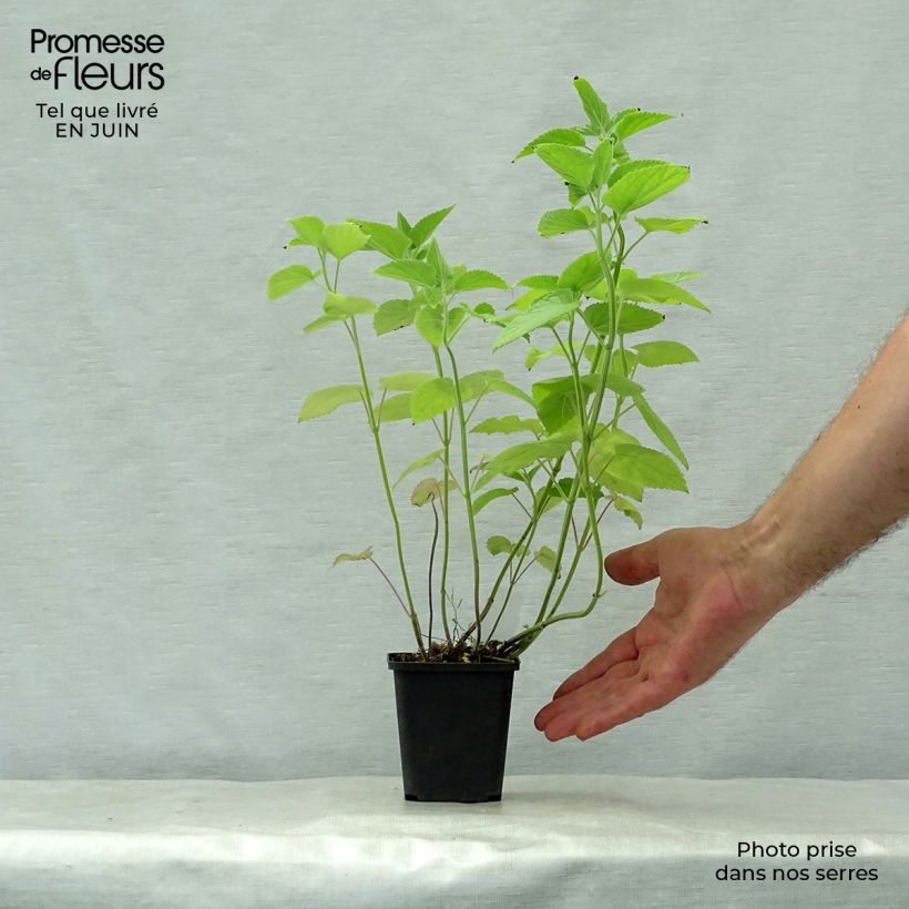 Amostra de Agastache nepetoides Vaso de 8/9 cm tal como entregue no verão