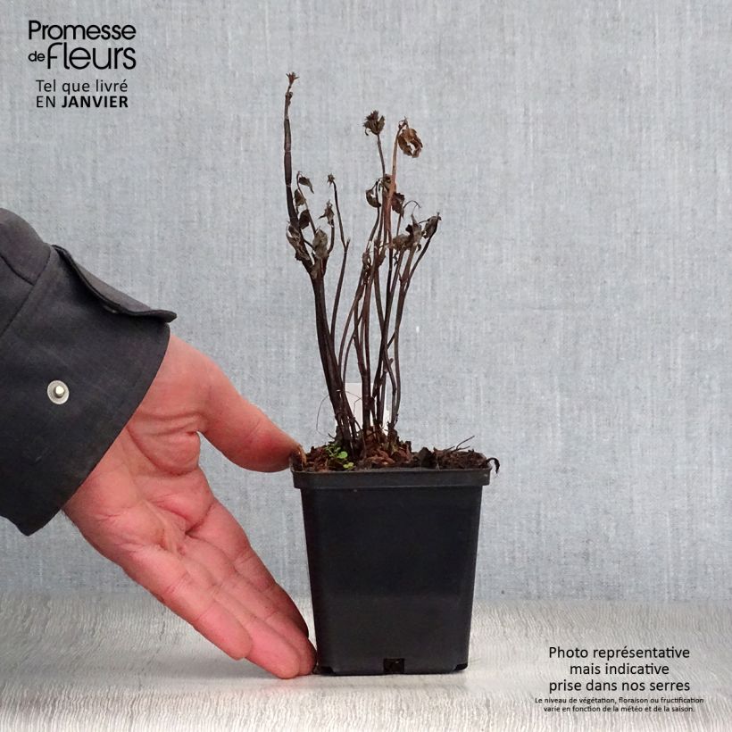 Amostra de Agastache nepetoides Vaso de 8/9 cm tal como entregue no inverno