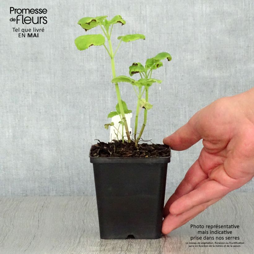 Amostra de Agastache nepetoides Vaso de 8/9 cm tal como entregue na primavera