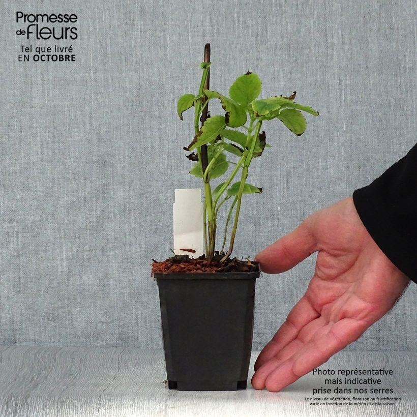 Amostra de Agastache nepetoides Vaso de 8/9 cm tal como entregue no outono