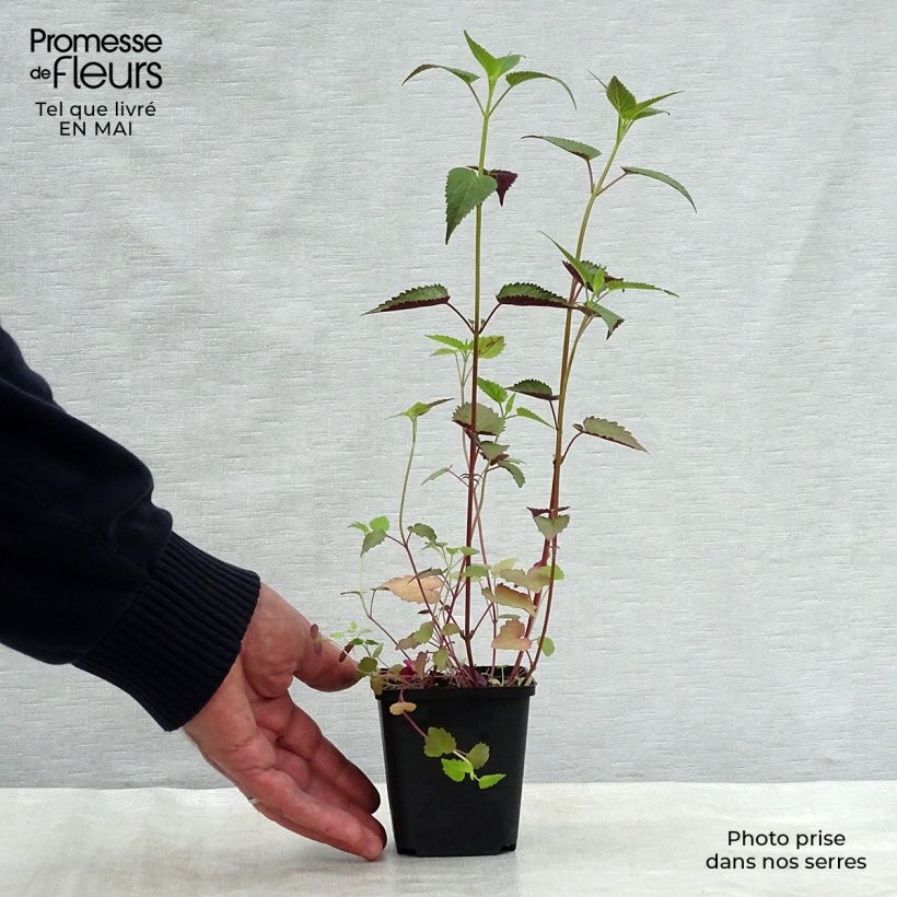 Amostra de Agastache rugosa After Eight Vaso de 8/9 cm tal como entregue na primavera