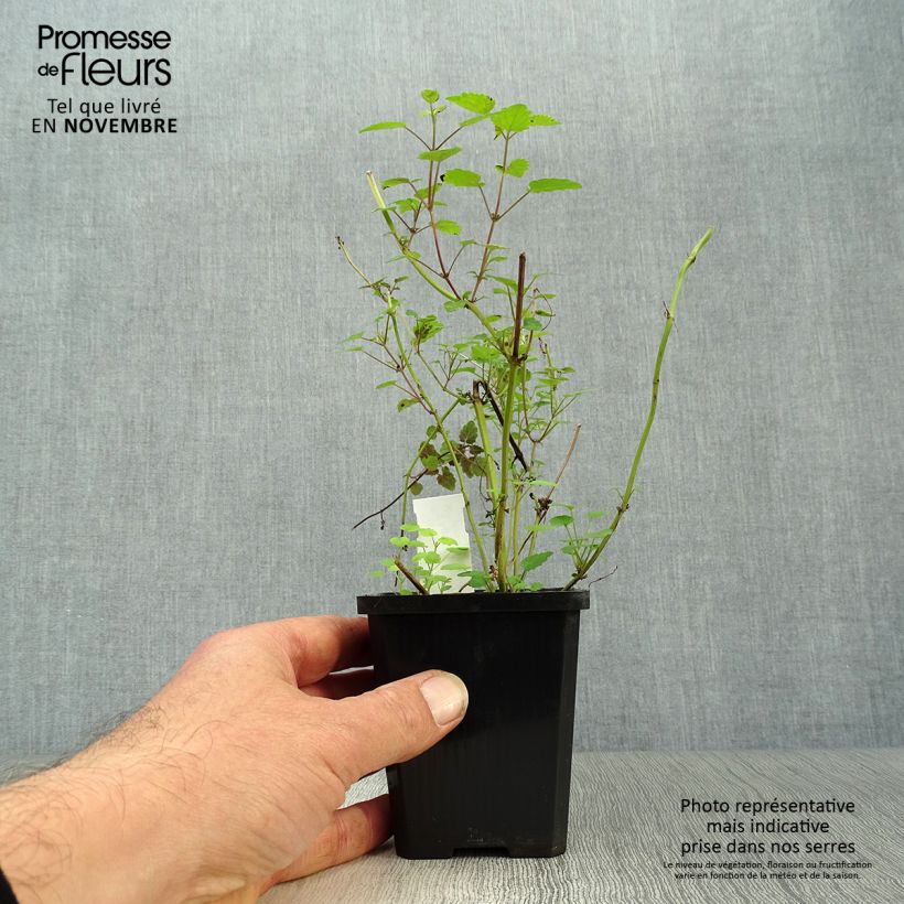 Amostra de Agastache rugosa After Eight Vaso de 8/9 cm tal como entregue no outono