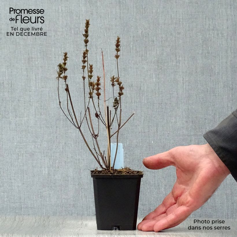 Amostra de Agastache rugosa After Eight - Agastache rugueuse Vaso de 8/9 cm tal como entregue no inverno