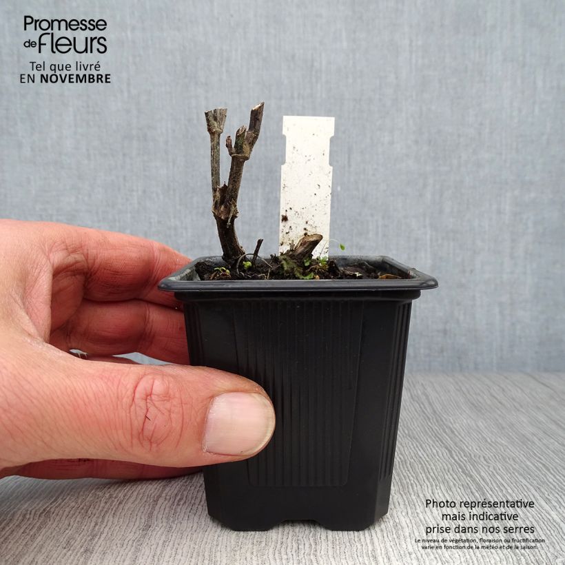 Amostra de Agastache rugosa Alabaster Vaso de 8/9 cm tal como entregue no outono