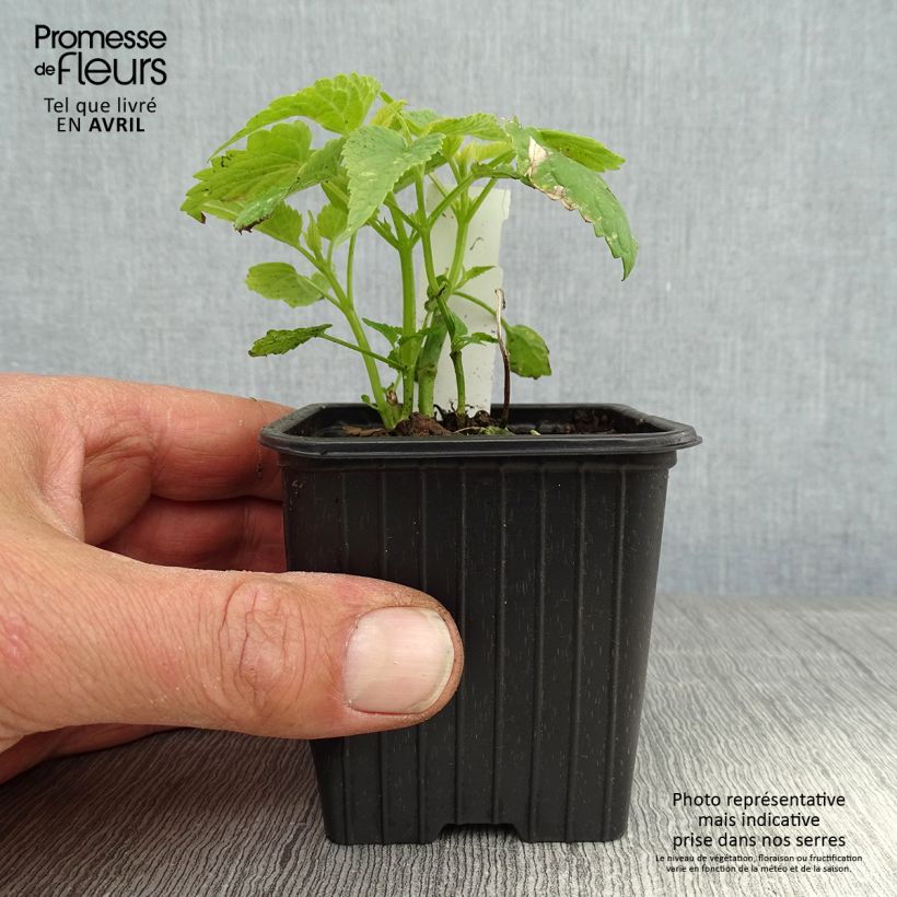 Amostra de Agastache rugosa Alabaster Vaso de 8/9 cm tal como entregue na primavera