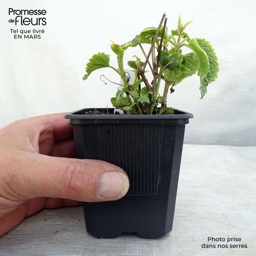 Amostra de Agastache rugosa Alabaster Vaso de 8/9 cm tal como entregue no inverno