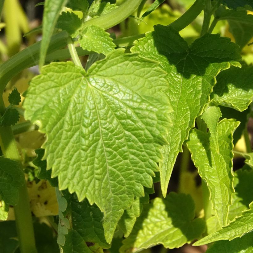 Agastache rugosa Alabaster em sementes (Folhagem)
