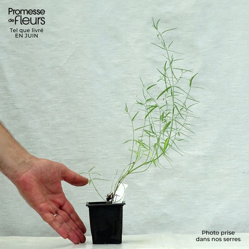 Amostra de Agastache rupestris Vaso de 8/9 cm tal como entregue no verão