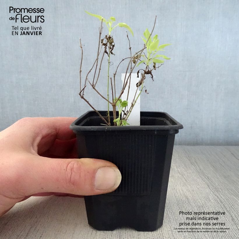 Amostra de Agastache rupestris Godet de 8/9 cm tal como entregue no inverno