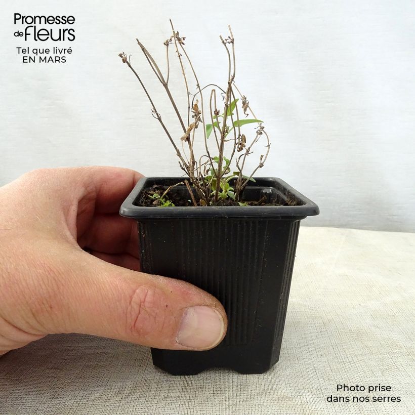 Amostra de Agastache rupestris Vaso de 8/9 cm tal como entregue na primavera