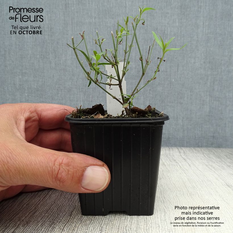 Amostra de Agastache rupestris Vaso de 8/9 cm tal como entregue no outono