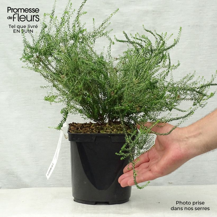 Amostra de Agathosma capensis Vaso de 2 L/3 L tal como entregue no verão