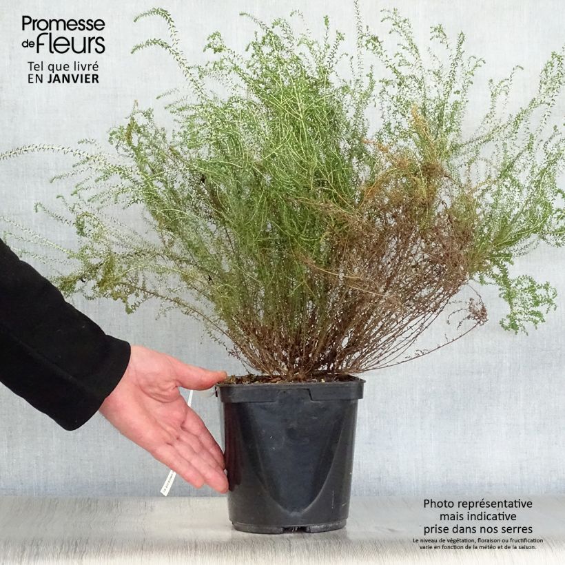 Amostra de Agathosma capensis - Buchu du Cap Vaso de 2 L/3 L tal como entregue no inverno