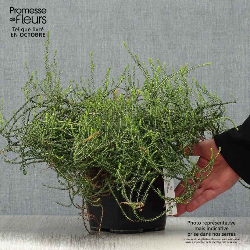 Amostra de Agathosma capensis Vaso de 2 L/3 L tal como entregue no outono