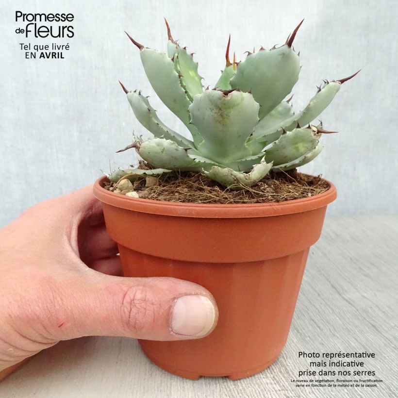 Amostra de Agave Kikijokan Vaso de 12 cm/13 cm tal como entregue na primavera