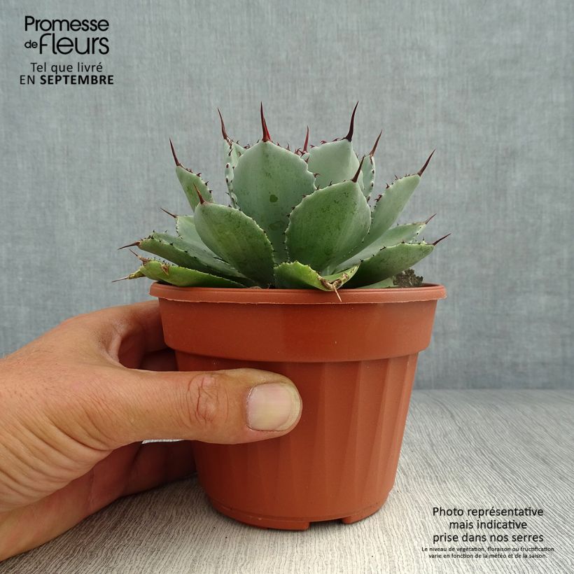 Amostra de Agave Kikijokan Vaso de 12 cm/13 cm tal como entregue no outono