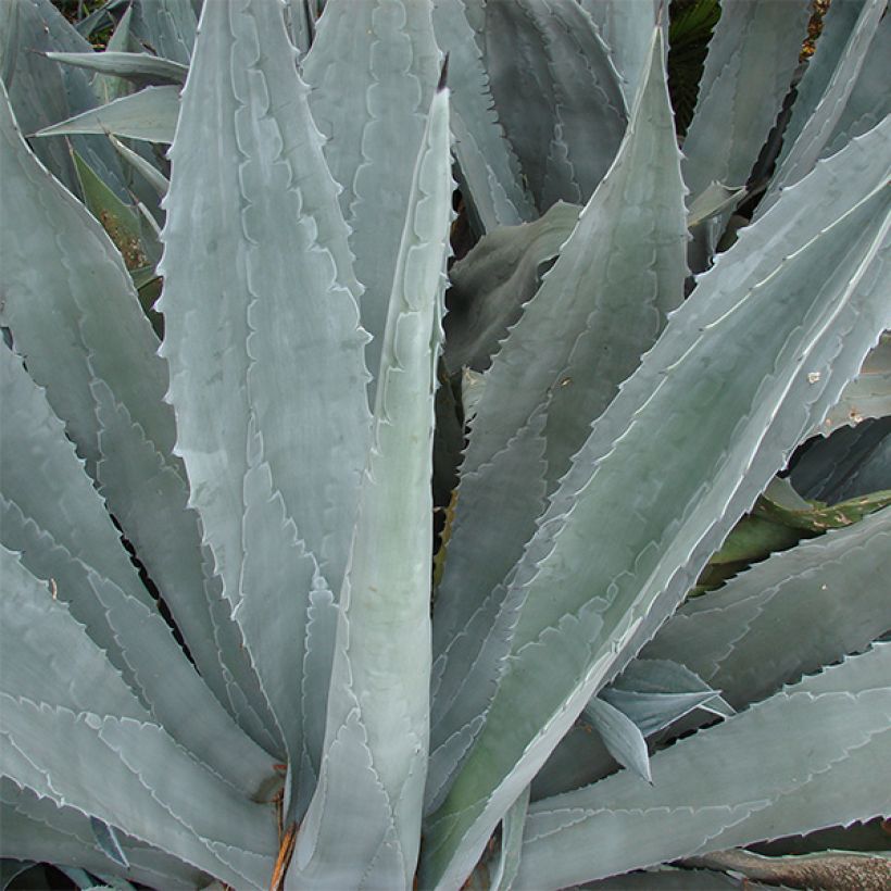 Agave americana (Folhagem)