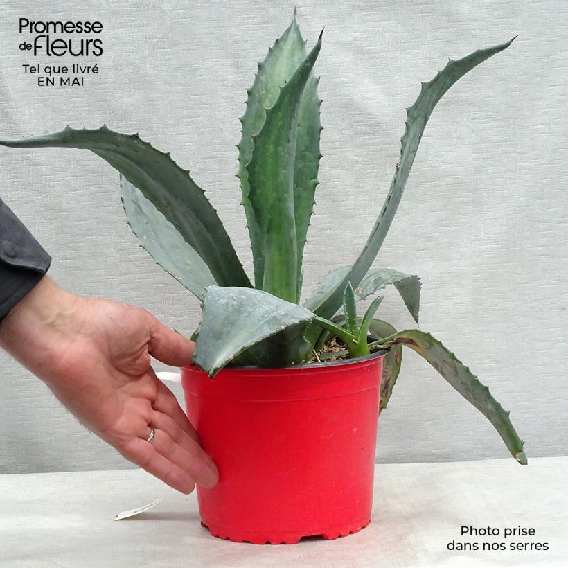 Amostra de Agave americana Vaso de 3 L/4 L tal como entregue na primavera
