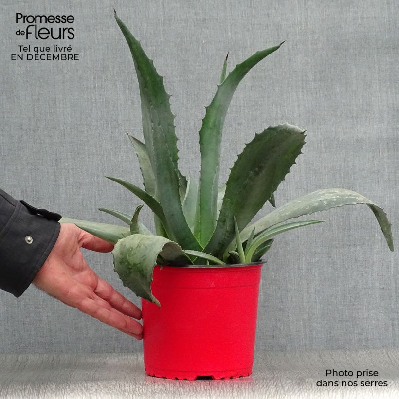Amostra de Agave americana - Agave d'Amérique Vaso de 3 L/4 L tal como entregue no inverno