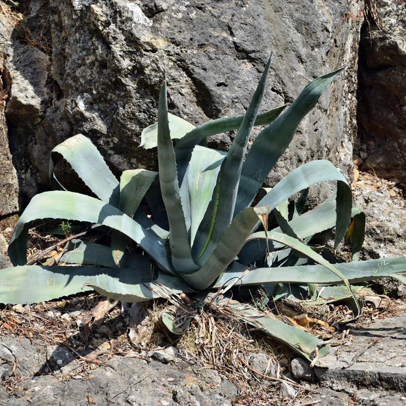 Agave americana (Hábito)