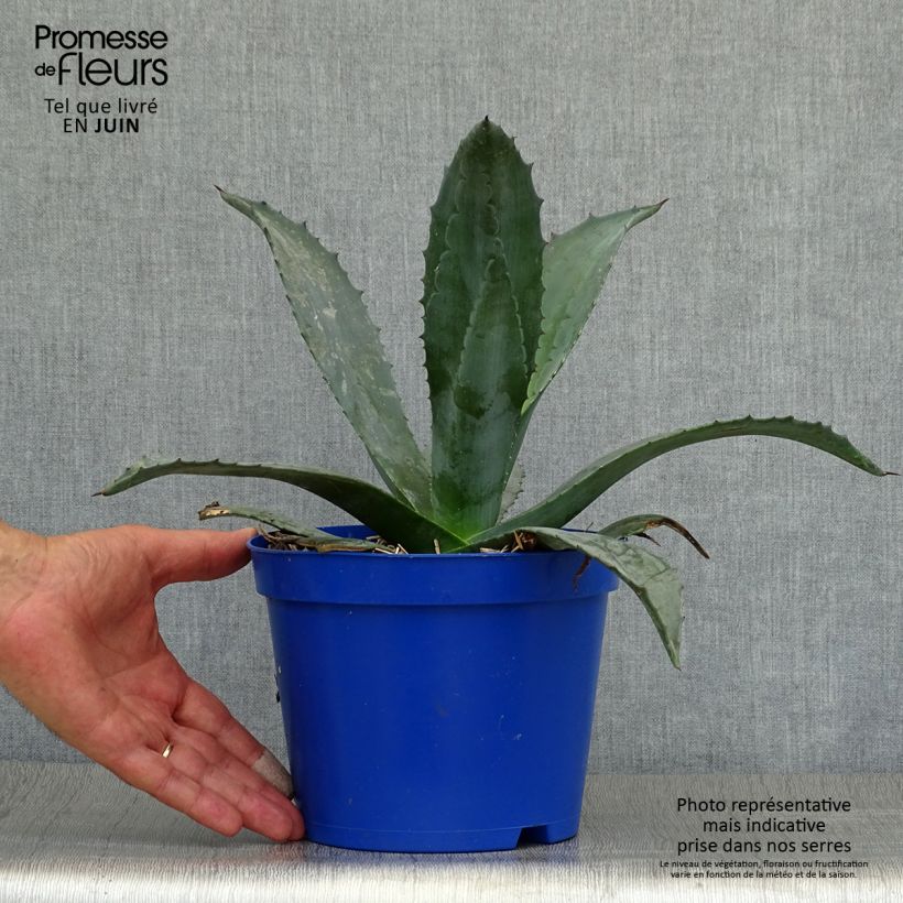 Amostra de Agave americana Vaso de 3 L/4 L tal como entregue no verão