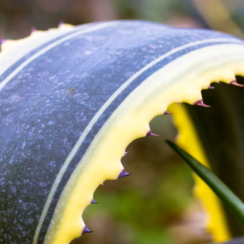 Agave americana Variegata (Folhagem)