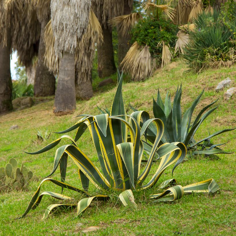 Agave americana Variegata (Hábito)
