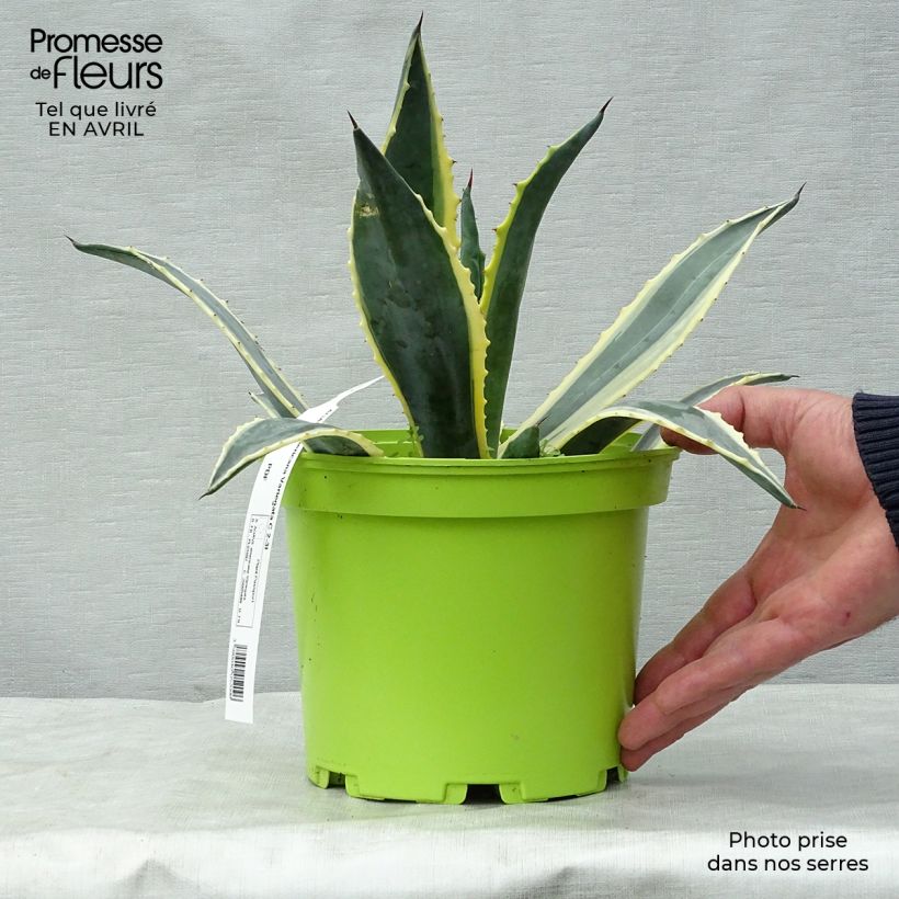 Amostra de Agave americana Variegata Vaso de 2 L/3 L tal como entregue na primavera