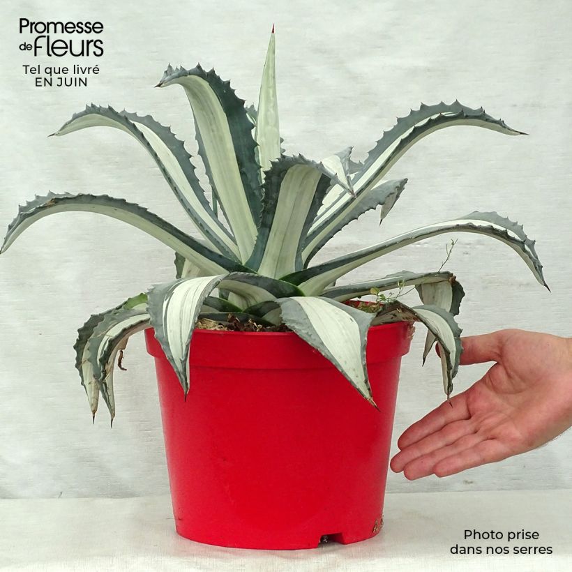 Amostra de Agave americana Variegata Vaso de 7,5 L/10 L tal como entregue no verão