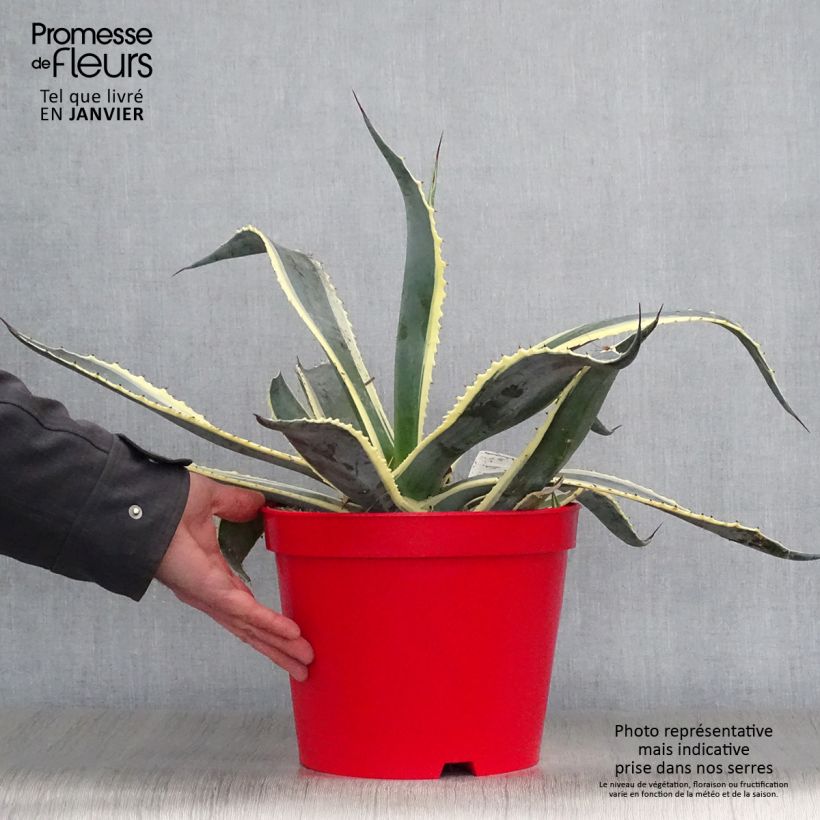 Amostra de Agave americana Variegata Vaso de 7,5 L/10 L tal como entregue no inverno