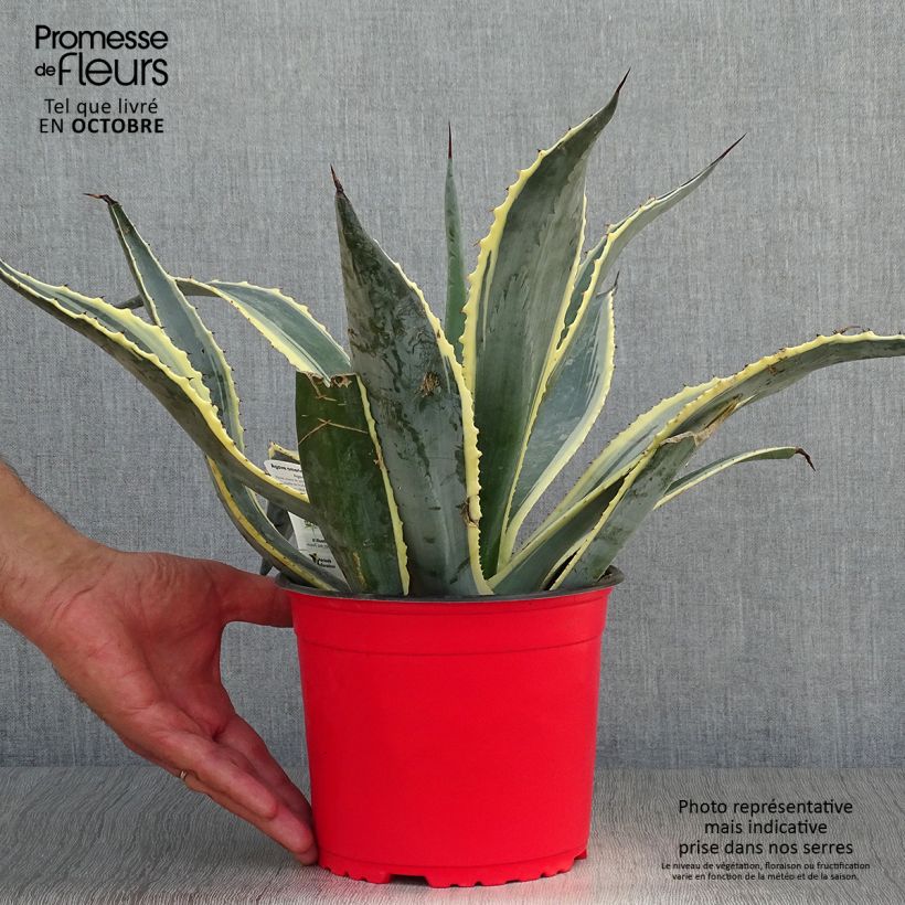 Amostra de Agave americana Variegata Vaso de 2 L/3 L tal como entregue no outono