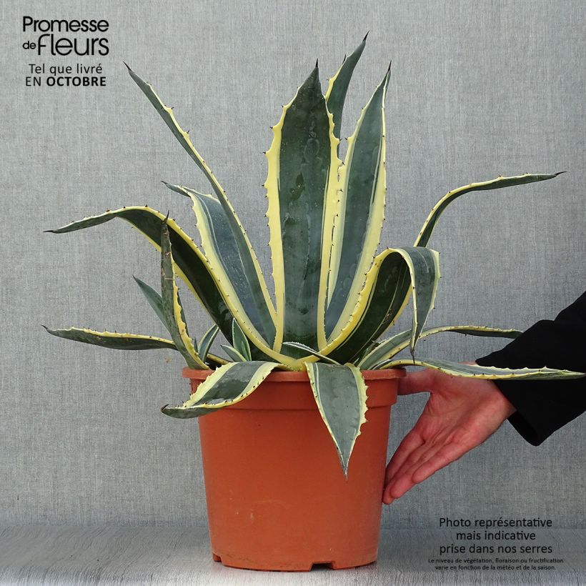 Amostra de Agave americana Variegata Vaso de 7,5 L/10 L tal como entregue no outono