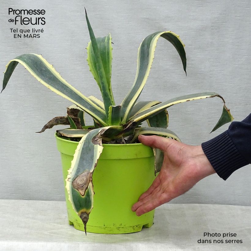 Amostra de Agave americana Variegata Vaso de 7,5 L/10 L tal como entregue na primavera