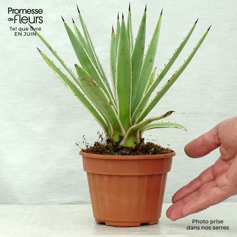 Amostra de Agave angustifolia Marginata Vaso de 12 cm/13 cm tal como entregue no verão