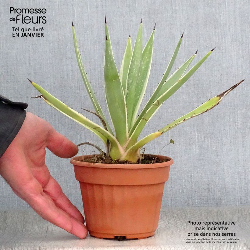 Amostra de Agave angustifolia Marginata Pot de 12 cm / 13 cm tal como entregue no inverno