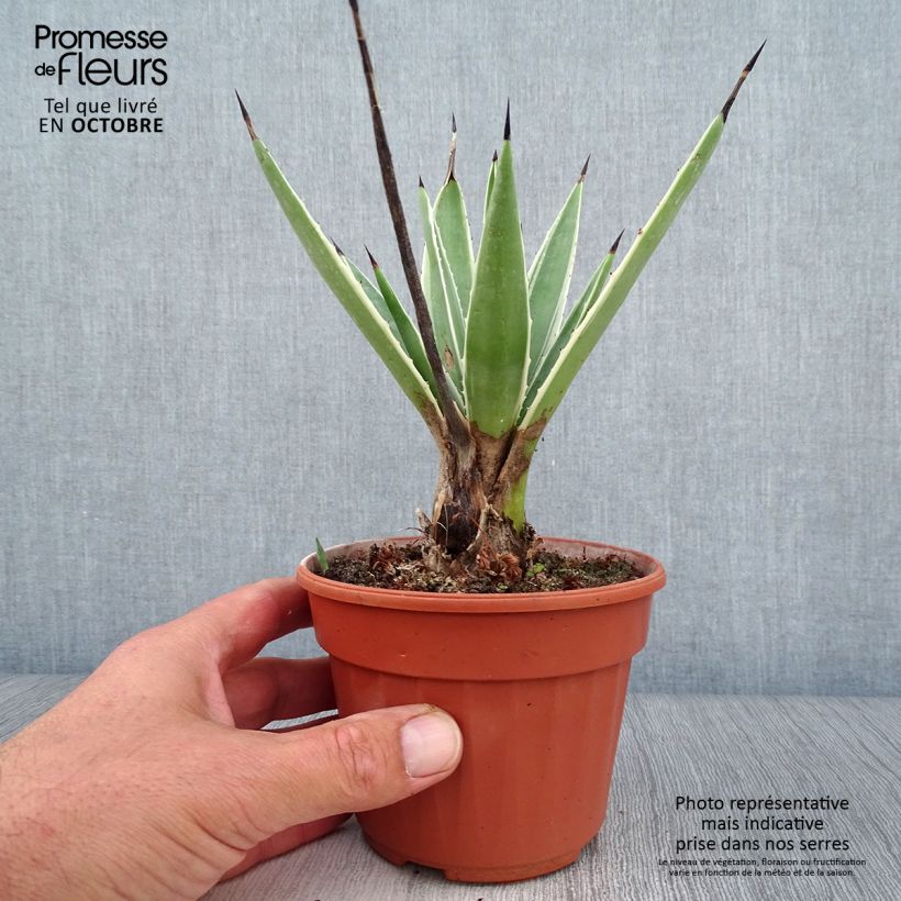 Amostra de Agave angustifolia Marginata Vaso de 12 cm/13 cm tal como entregue no outono