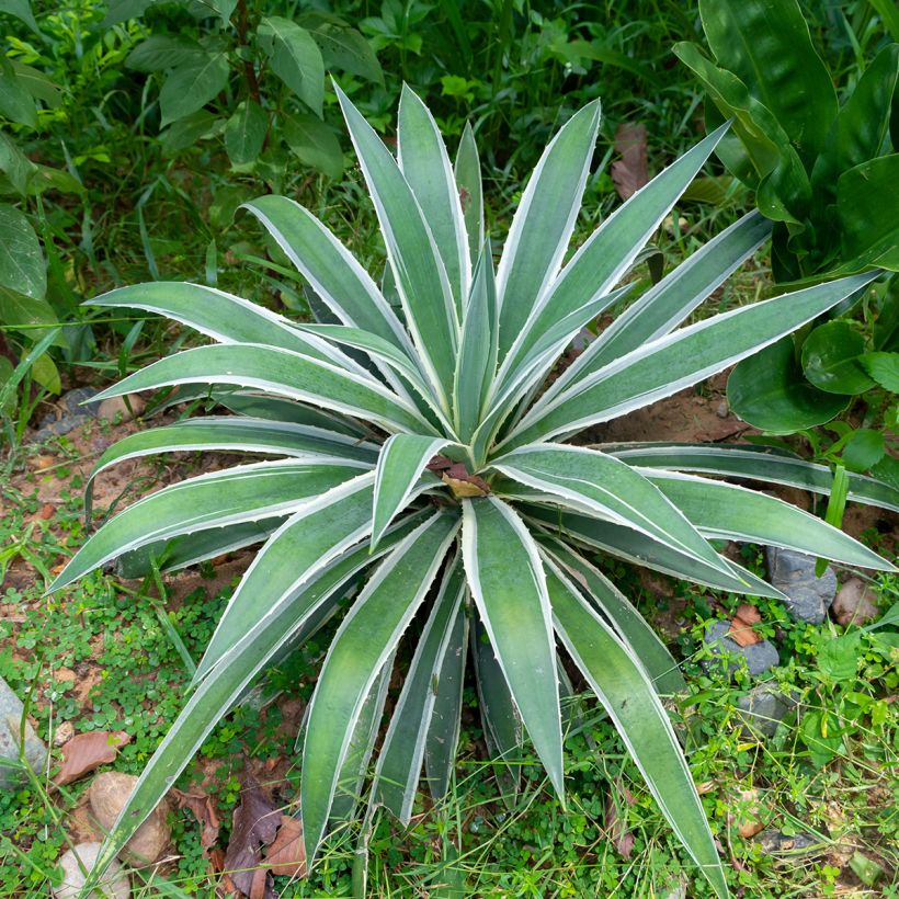 Agave angustifolia Marginata (Hábito)