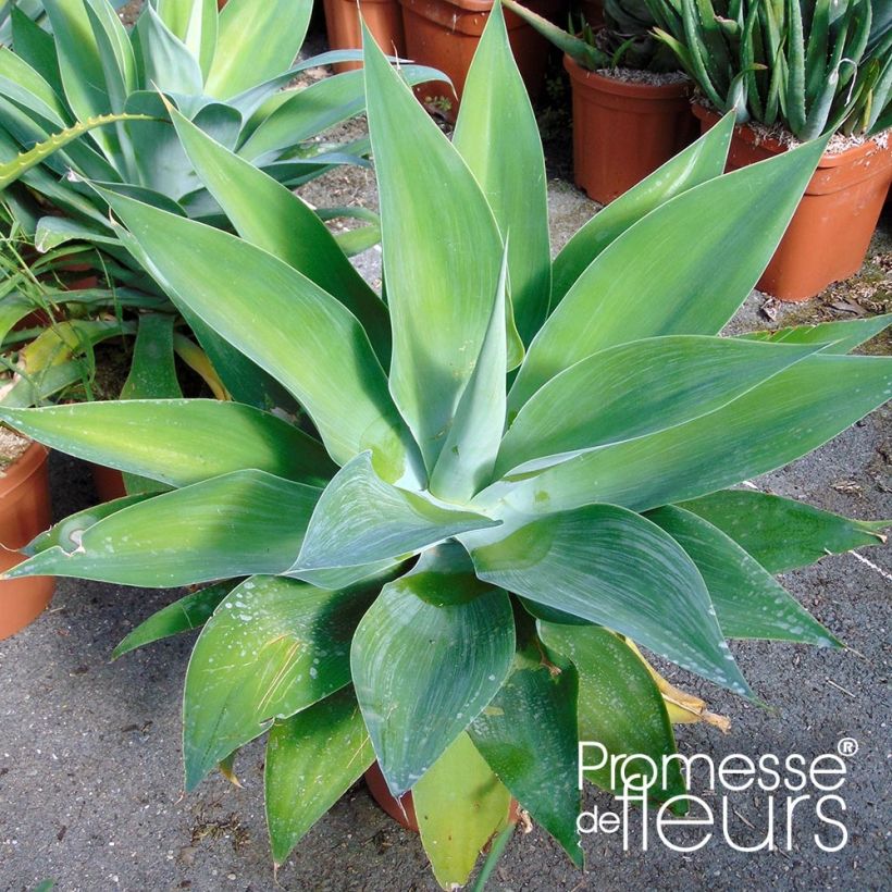 Agave attenuata (Folhagem)