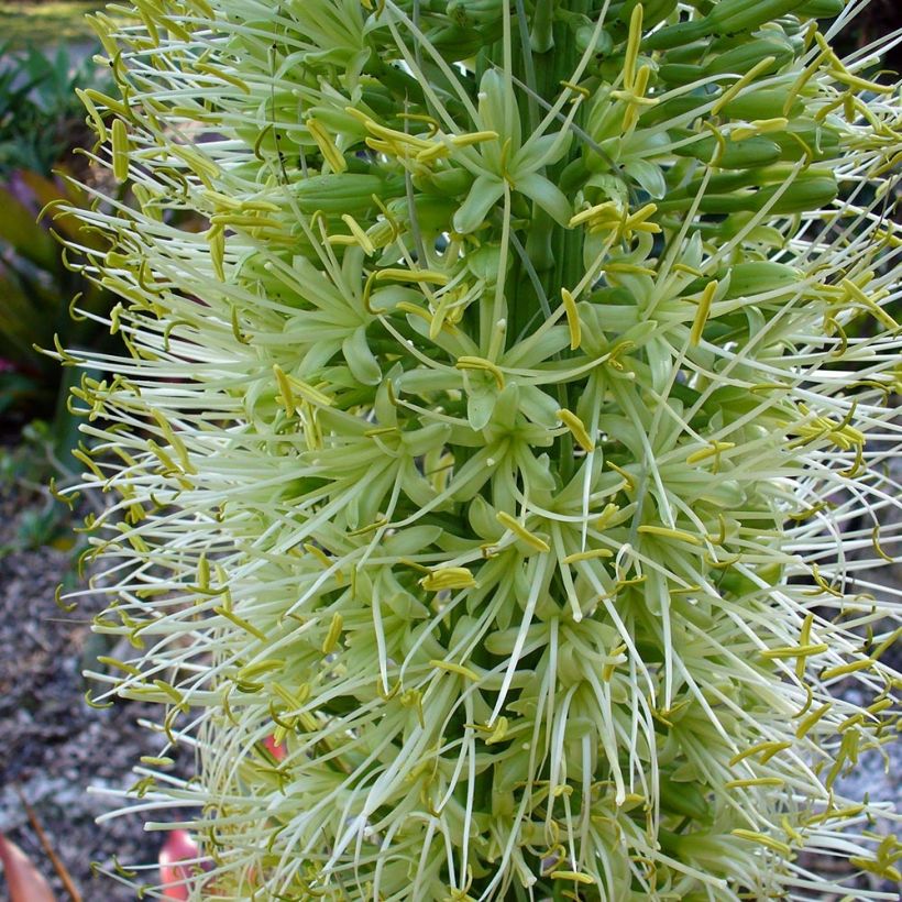 Agave attenuata (Floração)