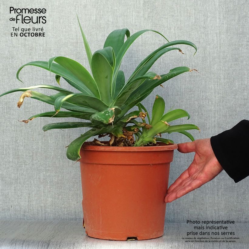 Amostra de Agave attenuata Vaso de 7,5 L/10 L tal como entregue no outono
