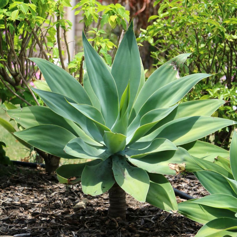 Agave attenuata (Hábito)