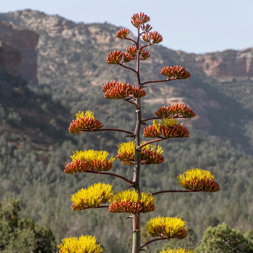 Agave chrysantha (Floração)