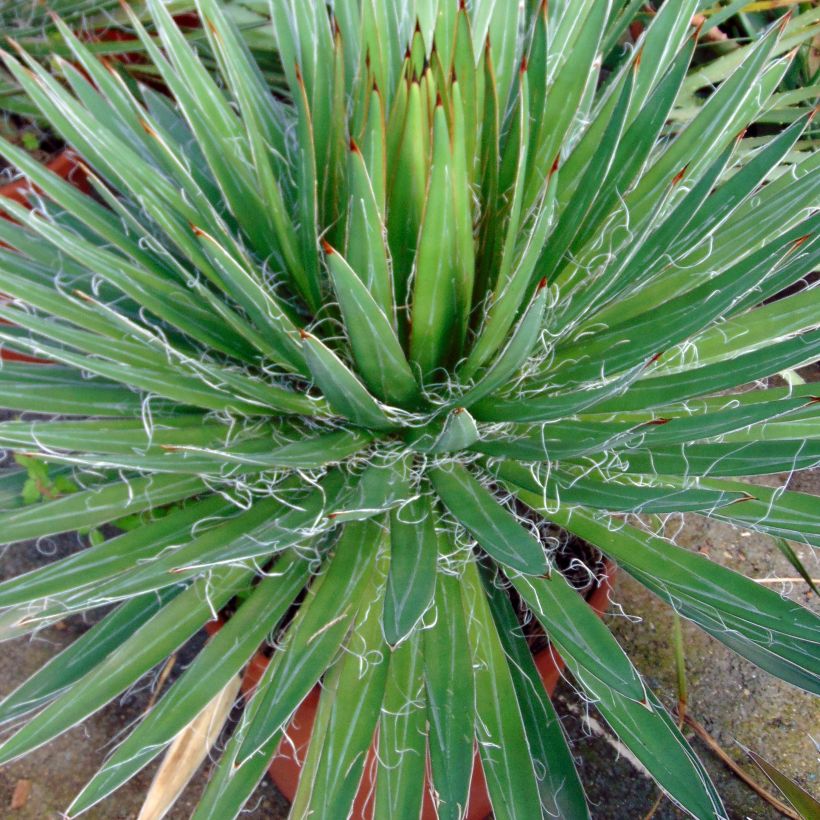 Agave filifera (Folhagem)