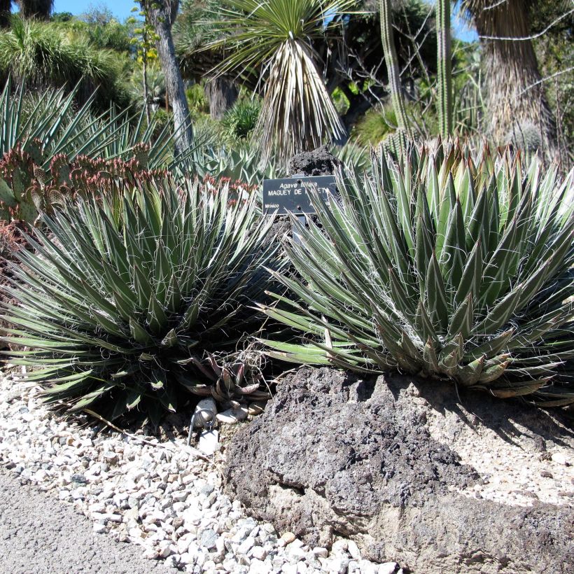 Agave filifera (Hábito)