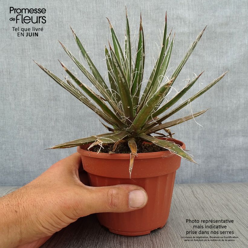 Amostra de Agave filifera Vaso de 8/9 cm tal como entregue no verão